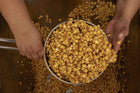 Baked Tostadas – Made with Landrace Corn from Yucatán