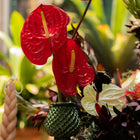La Despensa Matriarca- The whole product line